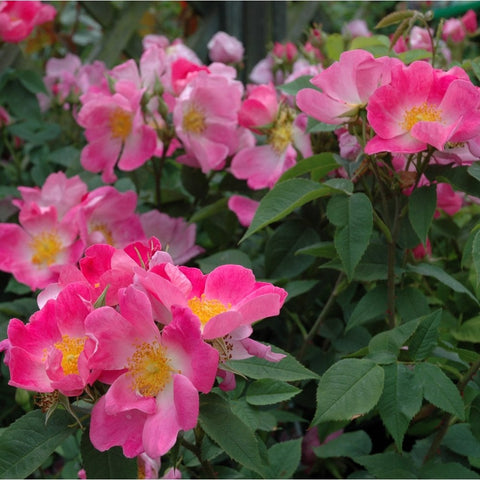 Cluster of pink rose flowers with yellow centers and green leaves