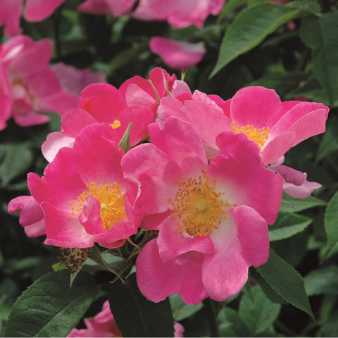 Pink rose flowers with yellow centers and green leaves, close-up