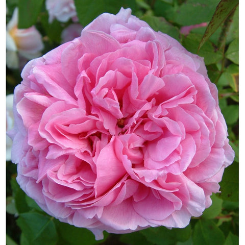 Comte de Chambord rose, close-up of a pale pink double bloom