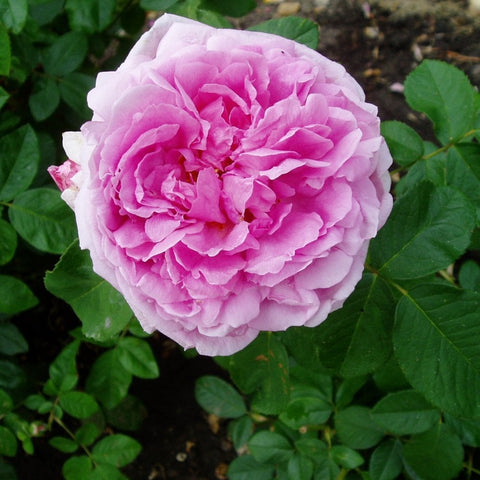 Comte de Chambord rose, rounded pink double flower on leafy shrub