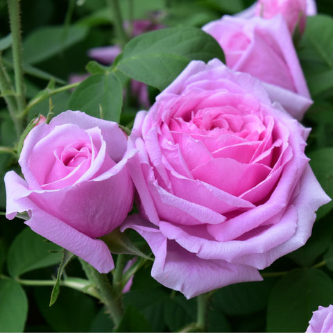 Comte de Chambord roses, two pink blooms with soft petals