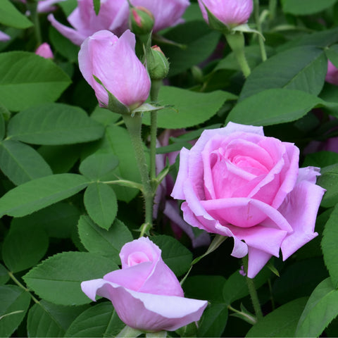 Comte de Chambord rose, pink open blossoms with green leaves and buds