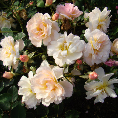 White and pale peach double rose blooms with green leaves