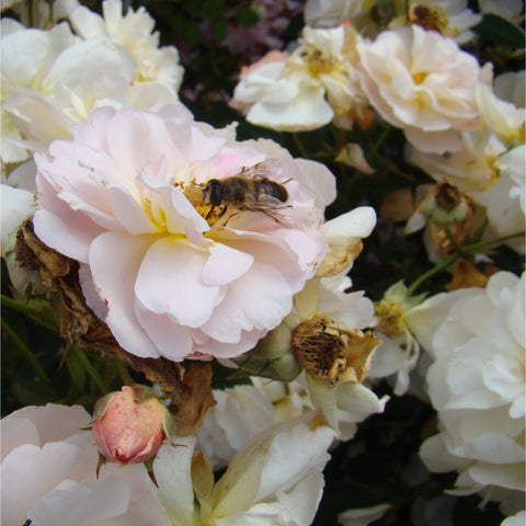 Close-up of pale cream double roses with a bee on a blossom