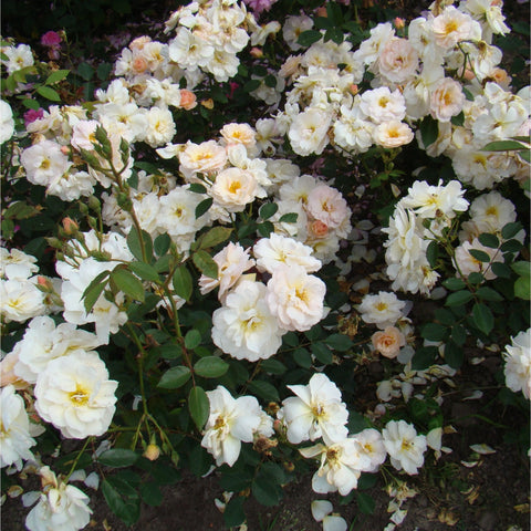 Cluster of pale cream double roses with green foliage
