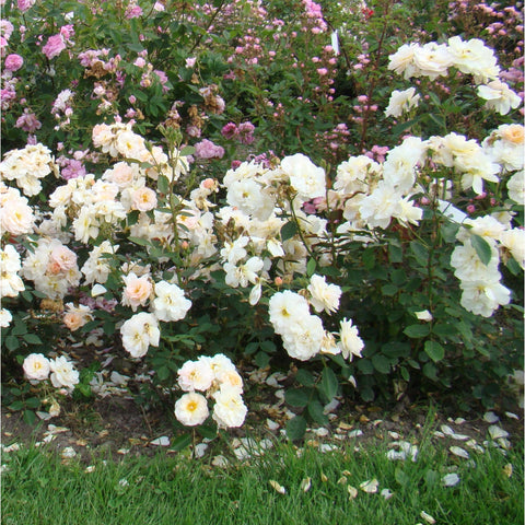 Rose bush with pale cream double blossoms in a garden bed
