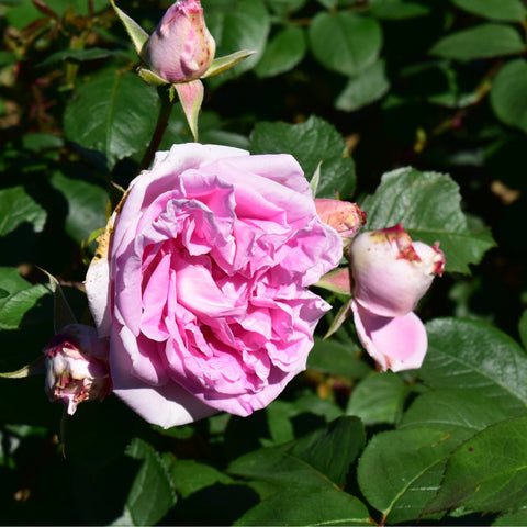 Pink rose bloom with buds on stems, surrounded by green leaves
