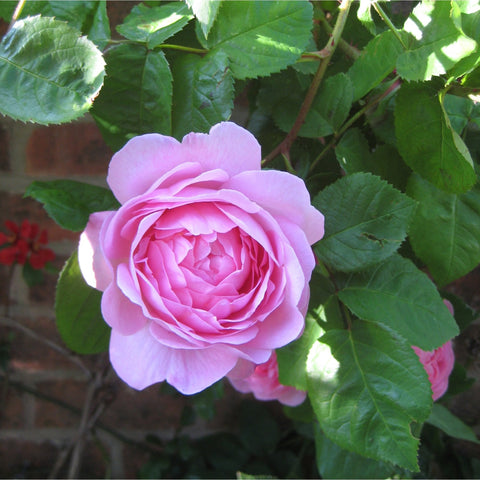 Light pink rose bloom on dark green leaves, with stem and foliage