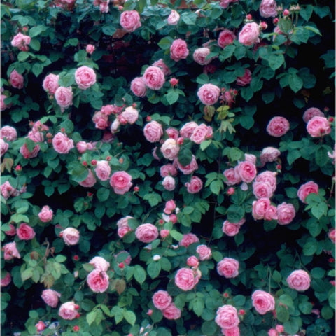 Mass of small pink rose flowers with dense dark green foliage
