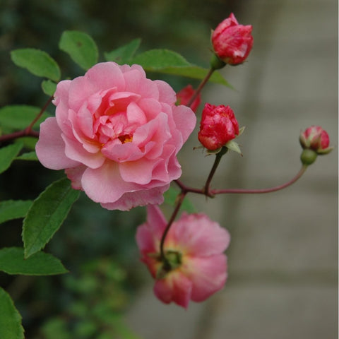 Pale pink rose flower on green stems with red buds and green leaves.