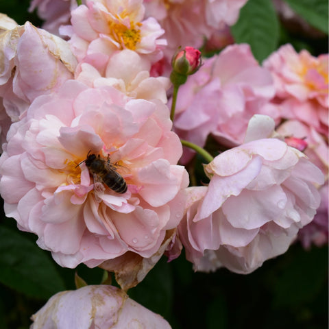 Pink double rose close-up with a bee on the petals and nearby buds.