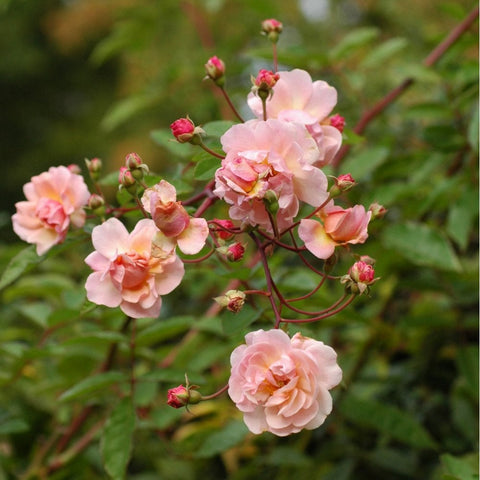 Spray of light pink rose blossoms with unopened buds on branching stems.