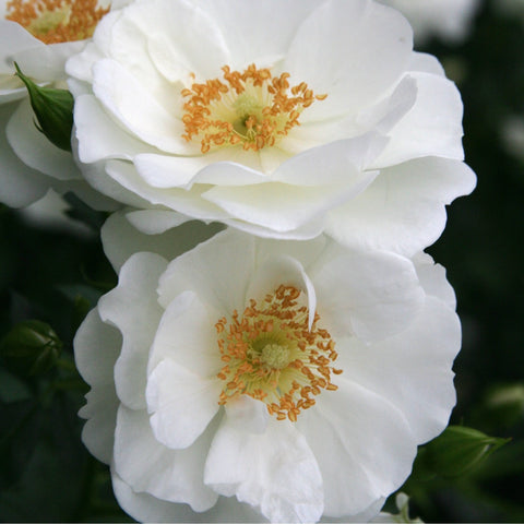 White rose plant with layered blooms and orange-yellow centers, close-up