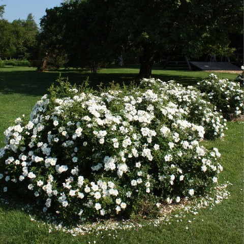 White rose shrub with many small blooms, planted in a landscaped bed