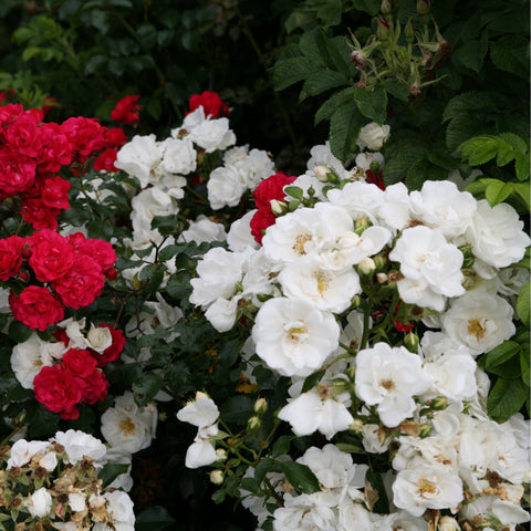 White rose plant with dense clusters of blossoms among red flowers