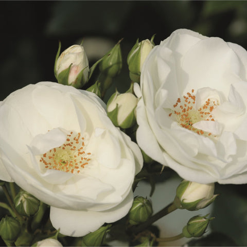 White rose buds and open blooms with orange-yellow centers on stems