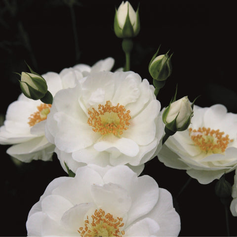 White rose flowers with orange-yellow centers and green buds, close-up