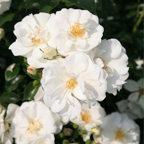 Cluster of white rose blooms with orange-yellow centers on leafy stems