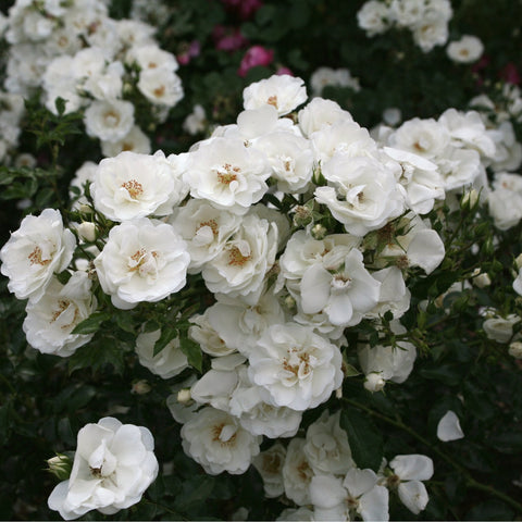 White rose plant with abundant double flowers and orange-yellow centers