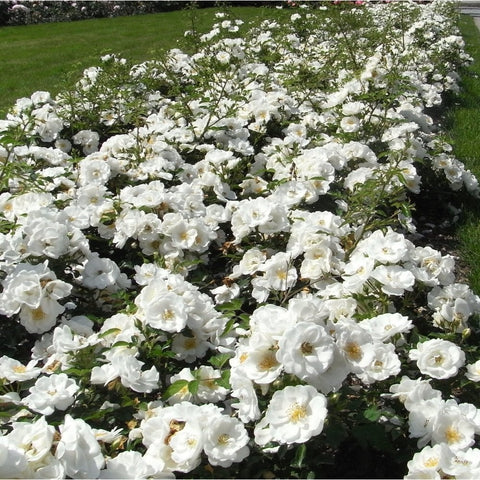 White rose bushes covered with blooms in a garden bed