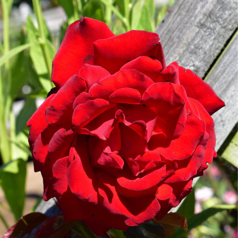 Red double rose flower with densely layered petals