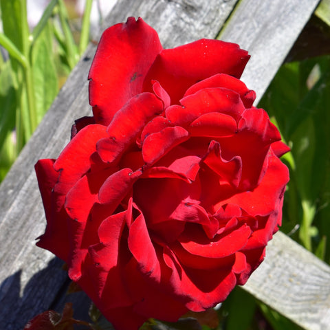 Red rose flower cluster with ruffled double petals on a stem