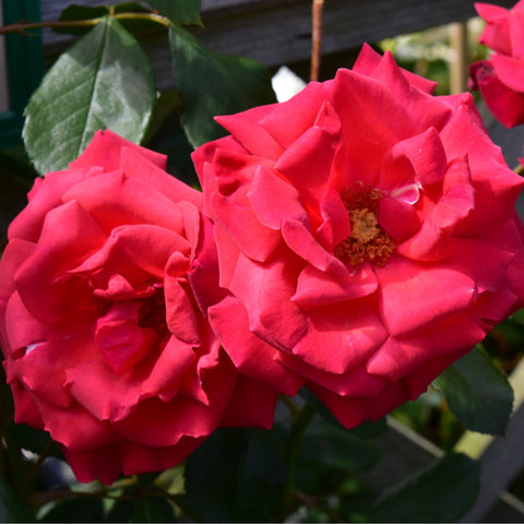 Red double rose blooms with green leaves on the plant
