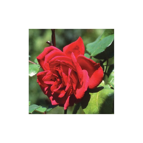 Red rose flower with layered petals and green leaves on a bush