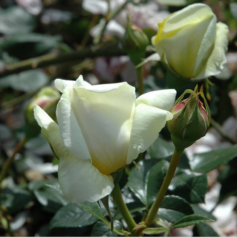 White rosebud and open cream-white flower with green leaves and stems