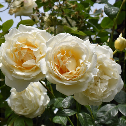 Three white roses with pale yellow centers and ruffled petals on green stems