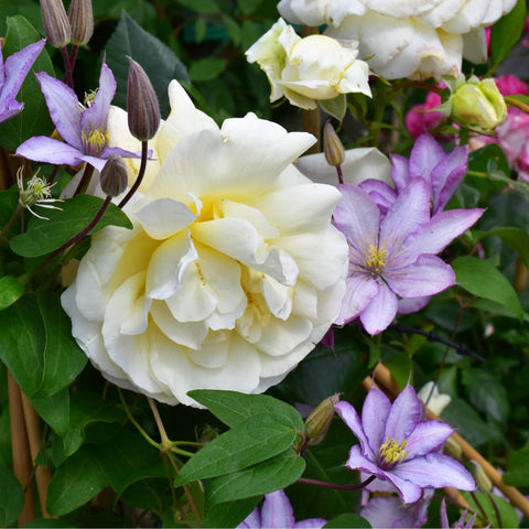 White and pale yellow rose bloom with green leaves beside purple clematis flowers