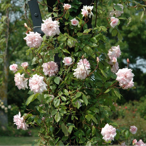 Climbing rose on trellis post with pale pink double blossoms and glossy green foliage