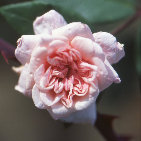 Pale pink ruffled rose bloom with layered petals and surrounding green leaves