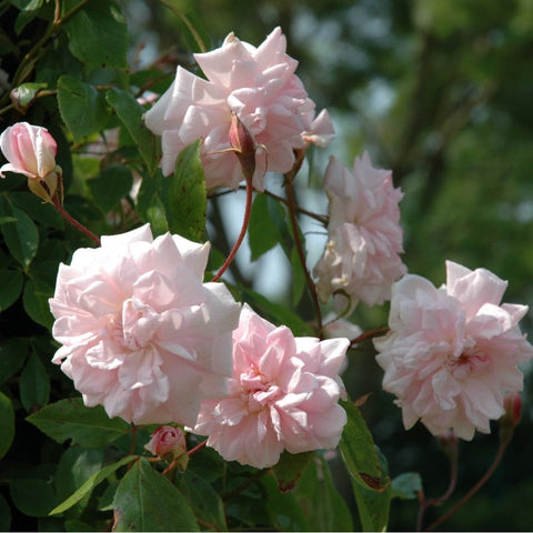Cluster of pale pink climbing rose flowers with ruffled petals and green foliage