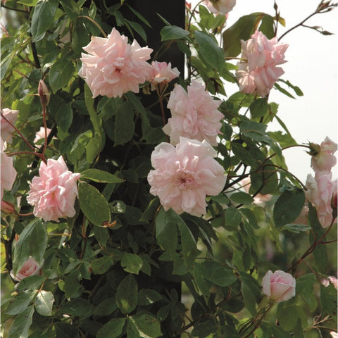 Climbing rose with pale pink double blossoms and dense green leaves on stems