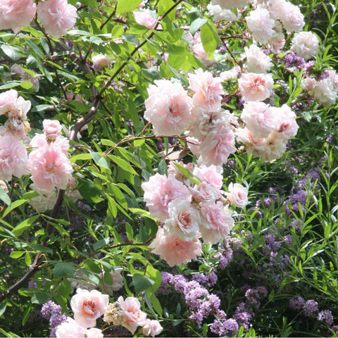 Climbing rose with pale pink double blooms and lush green leaves