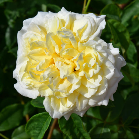 Large white double rose bloom with yellow highlights and green leaves
