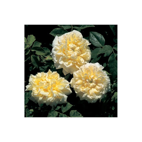 Three cream-yellow double rose blossoms on leafy stems