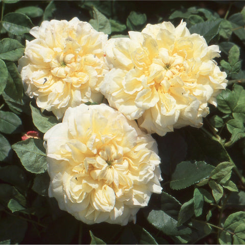 Cluster of pale yellow double rose blossoms with green leaves