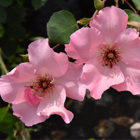 Two pink rose blossoms with ruffled petals and red-stamen centers on stems