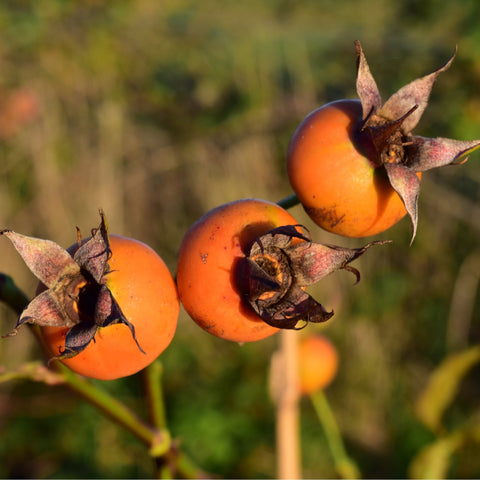 Orange round fruit pods on branching stems with dried calyxes