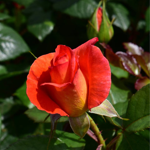 Red-orange rose blossom with green buds and surrounding leaves
