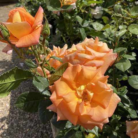 Cluster of orange and peach rose blooms on leafy stems