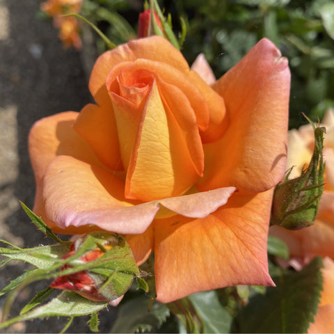 Peach-orange rose bloom with curled petals and green leaf buds