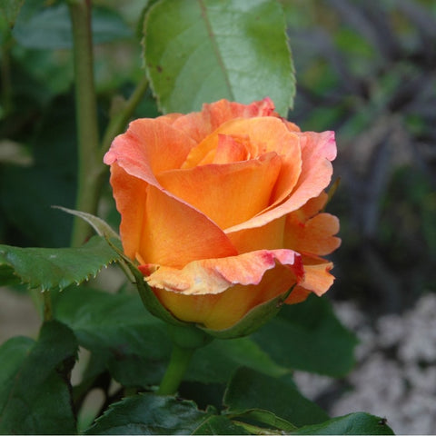 Orange and pink rose bud and bloom with layered petals on green leaves