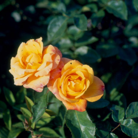 Yellow and peach rose blooms with layered petals on green leaves