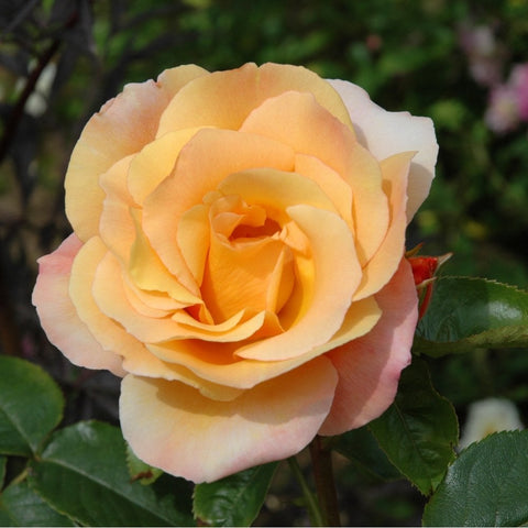 Light apricot rose bloom with layered petals and green foliage
