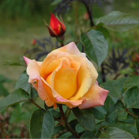 Peach rose bloom with a closed bud nearby and green leaves