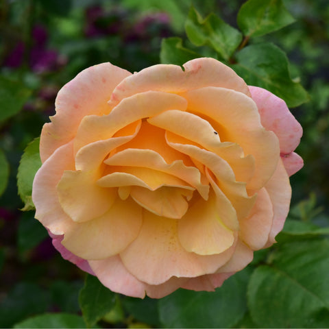 Creamy light-pink rose bloom with layered petals and soft yellow center