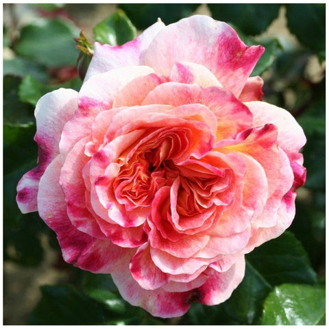 Pink and white rose bloom with layered petals and ruffled edges